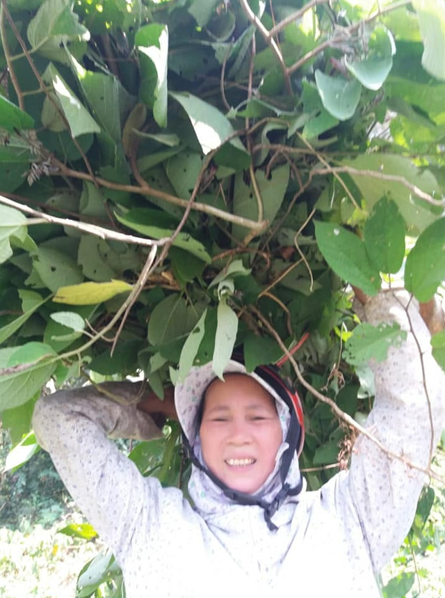 Sơ chế lá thuốc